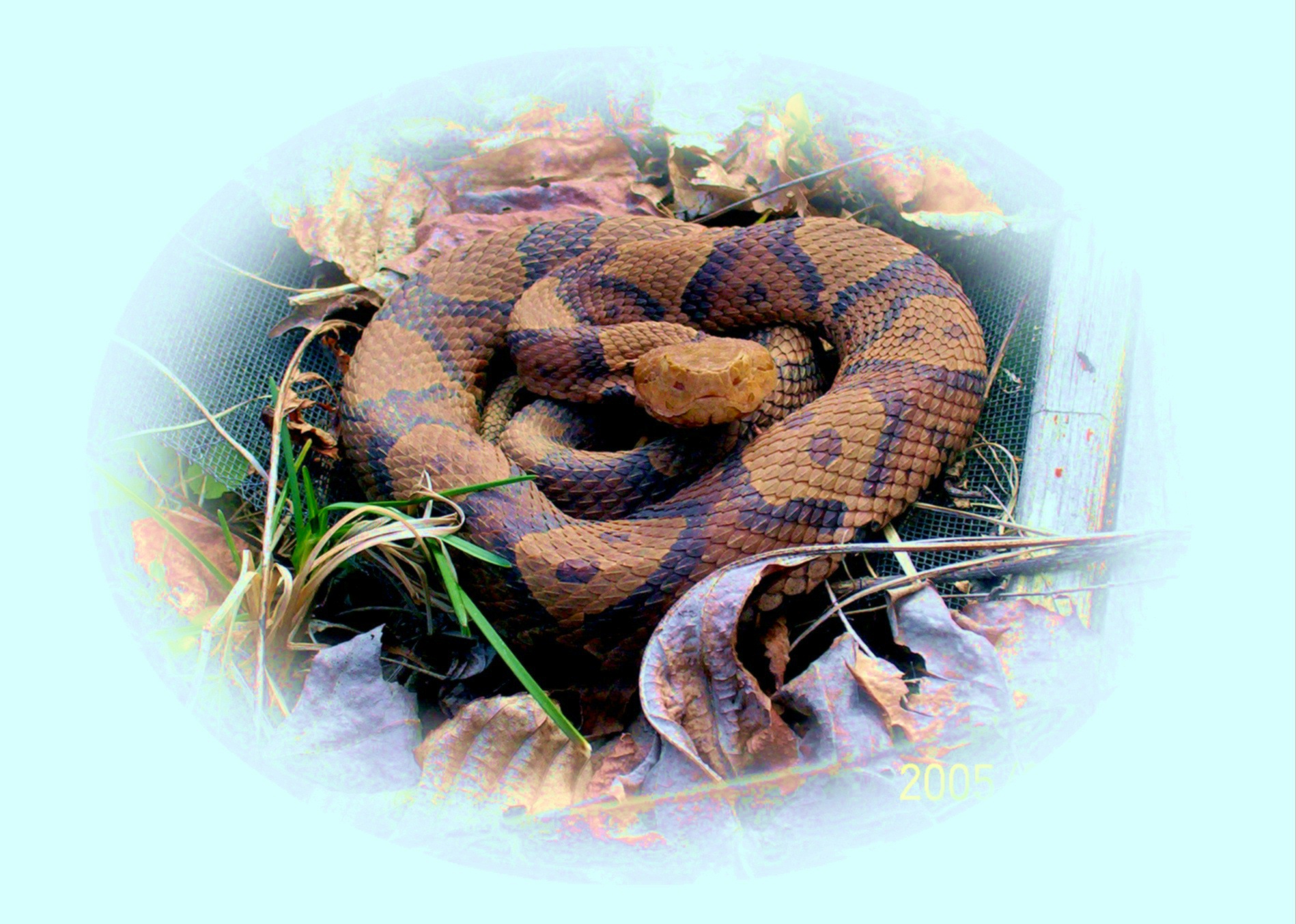 jeremys snakes 008.jpg [649 Kb]